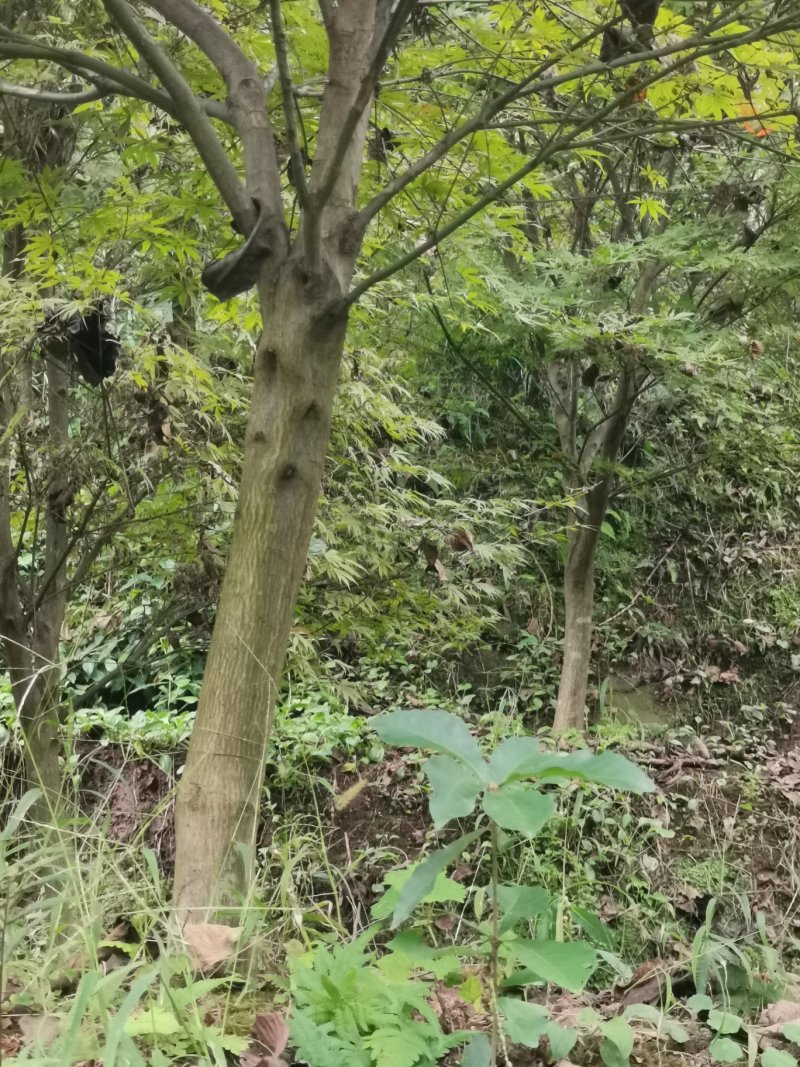 枫树