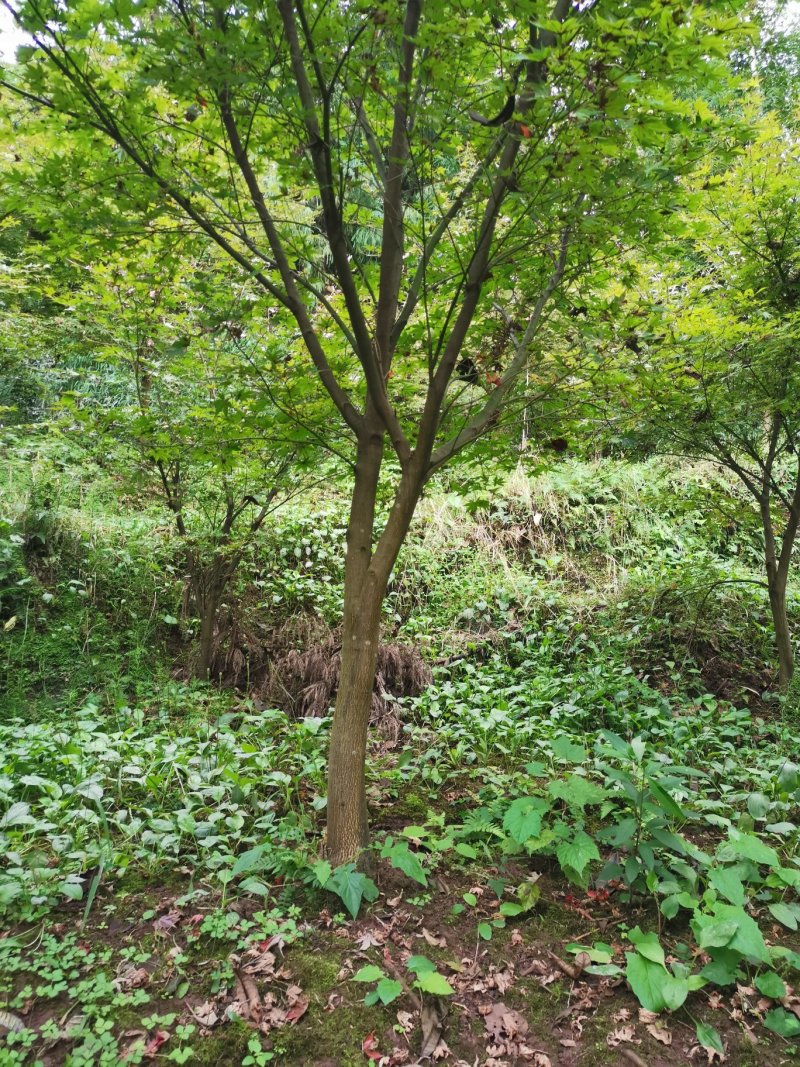 枫树