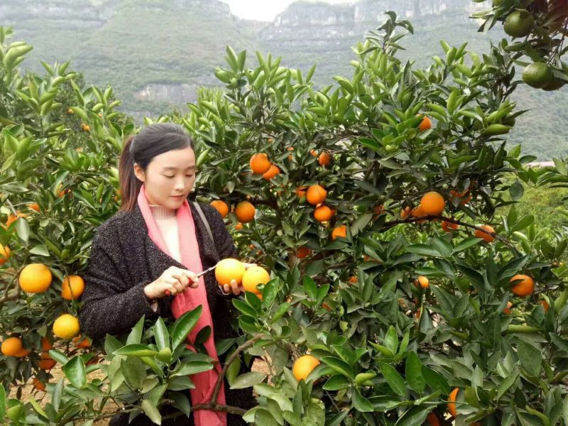新鲜椪柑产地大量供应诚信供应商一手货源品质保障