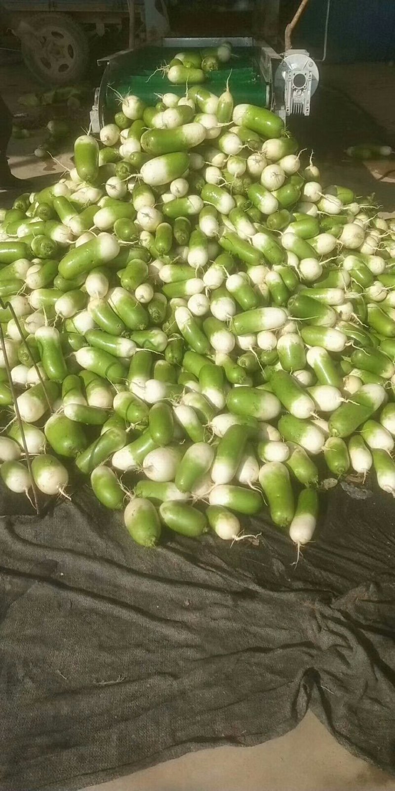 青头绿萝卜，外形美观口感脆甜大小均匀无虫无裂欢迎收购