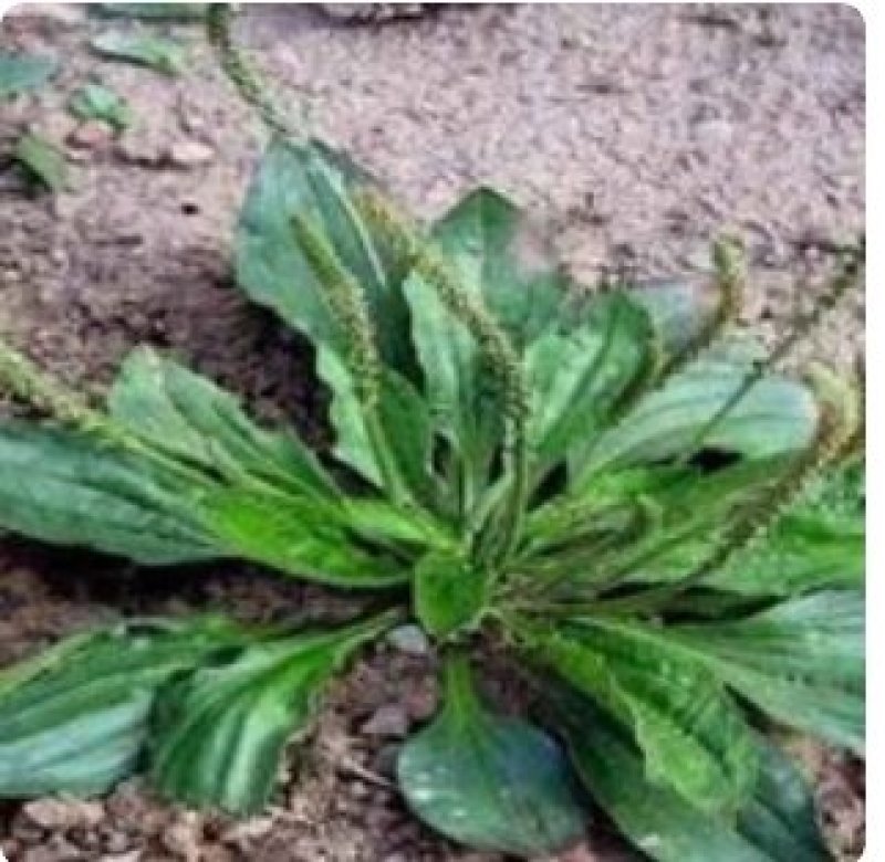 车前草野生车前草茶新鲜车茶草整颗车前草养生茶