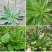 车前草野生车前草茶新鲜车茶草整颗车前草养生茶