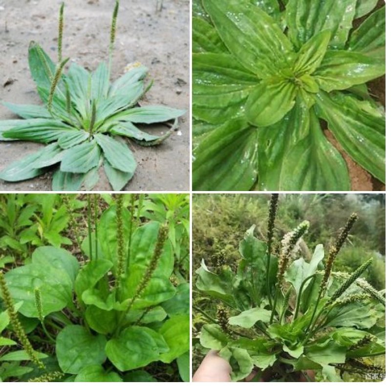 车前草野生车前草茶新鲜车茶草整颗车前草养生茶