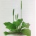 车前草野生车前草茶新鲜车茶草整颗车前草养生茶