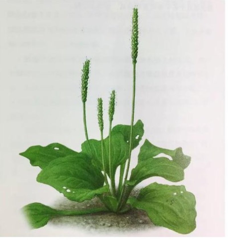 车前草野生车前草茶新鲜车茶草整颗车前草养生茶