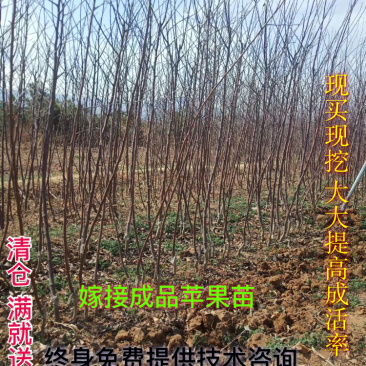 嫁接成品苹果苗烟富6号烟富8号烟富0号2年大苗