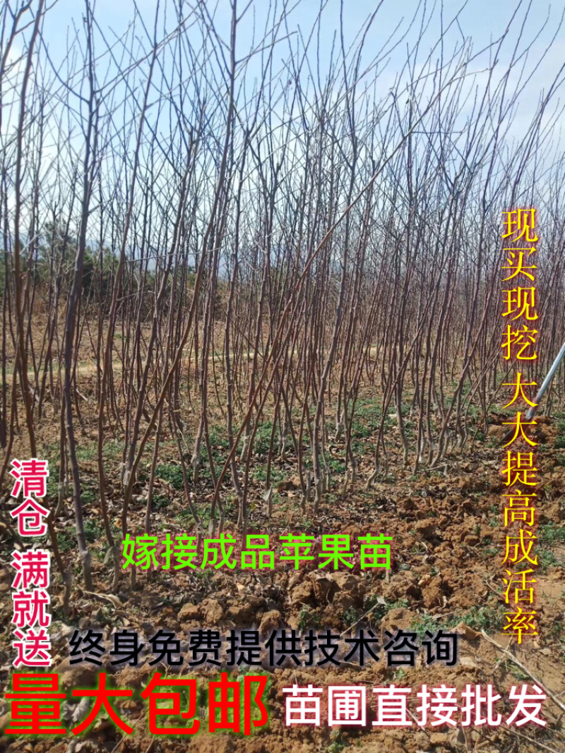 嫁接成品苹果苗烟富6号烟富8号烟富0号2年大苗