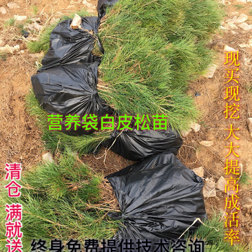 供应30-50公分营养袋白皮松白皮松小苗