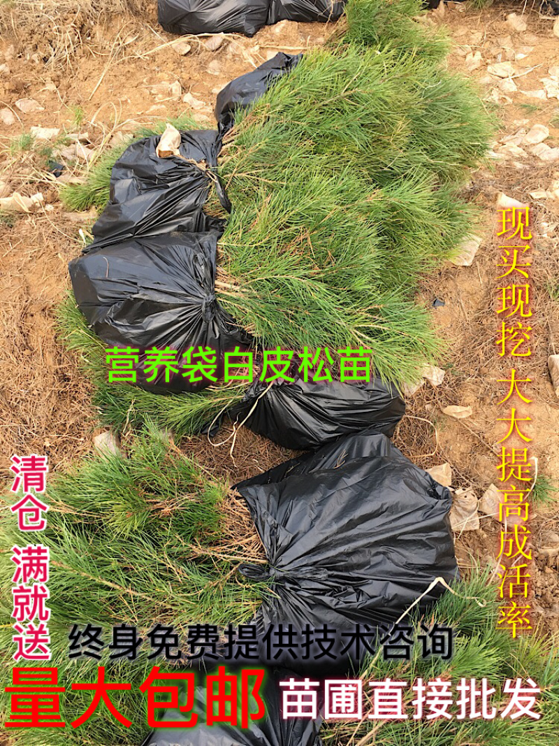 供应30-50公分营养袋白皮松白皮松小苗
