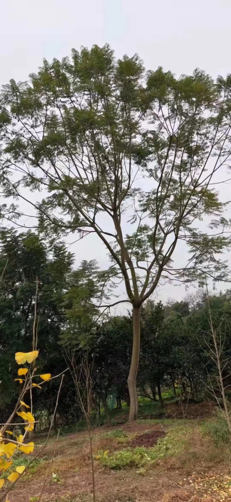 蓝花楹高杆，丛生，低分枝，异性，从业十多年，欢迎了解