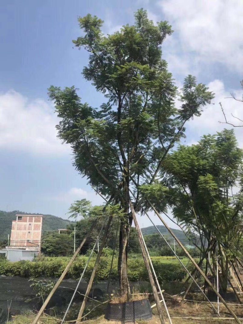 蓝花楹高杆，丛生，低分枝，异性，从业十多年，欢迎了解