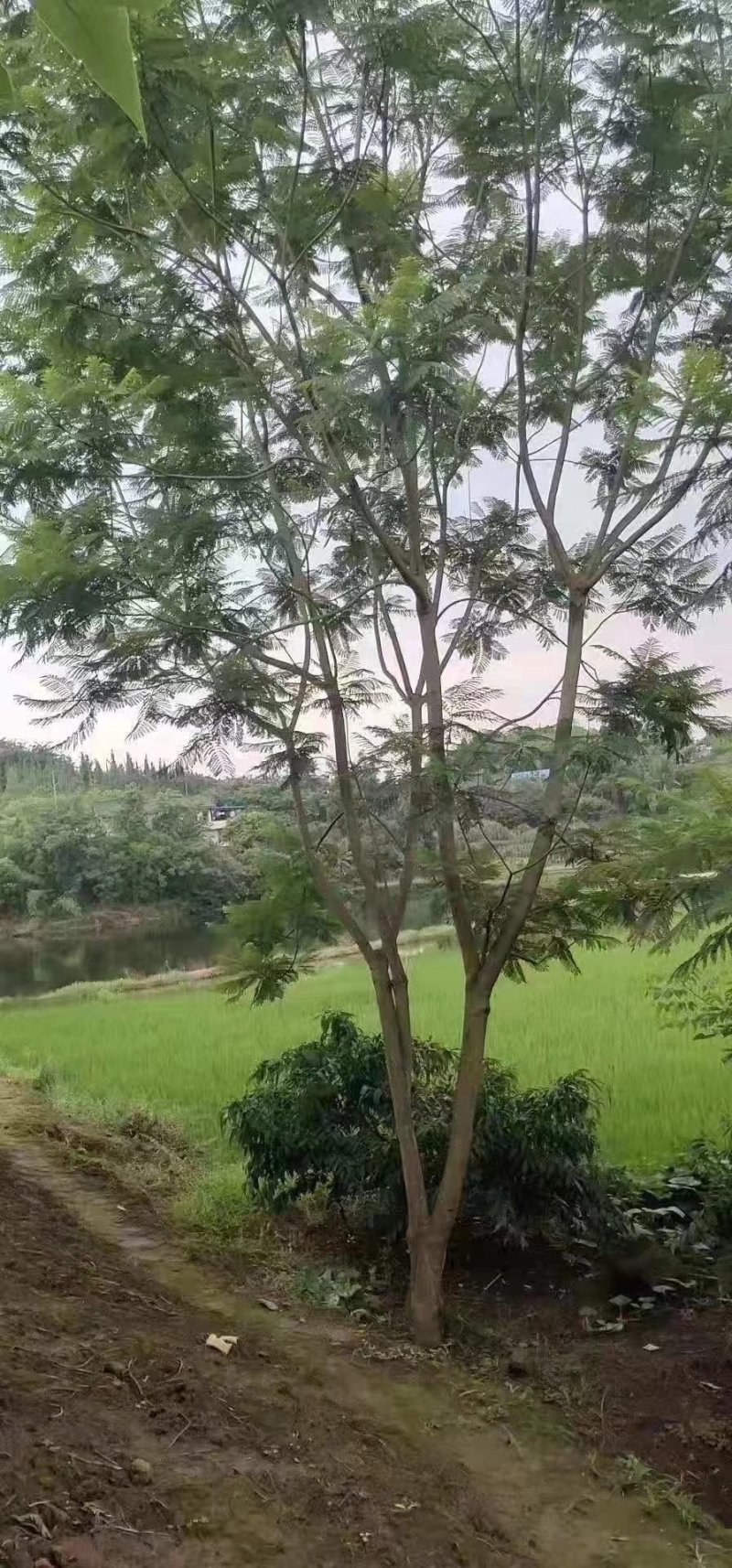 蓝花楹高杆，丛生，低分枝，异性，从业十多年，欢迎了解