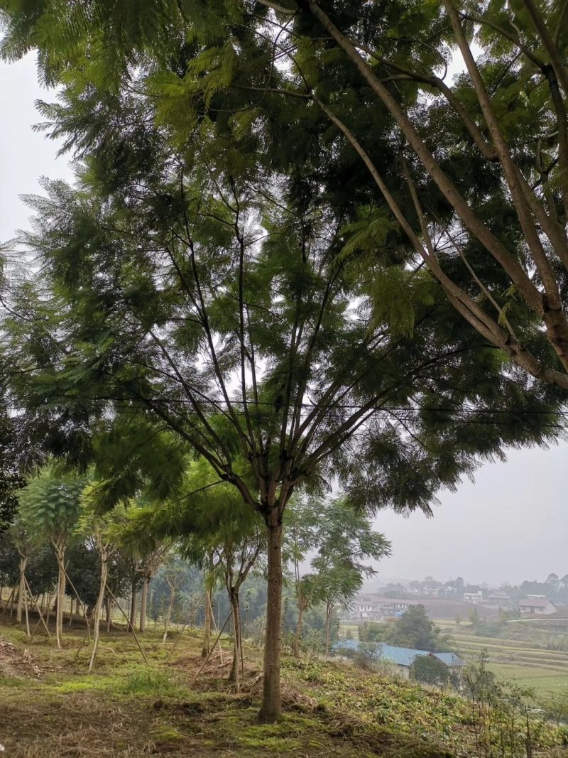蓝花楹高杆，丛生，低分枝，异性，从业十多年，欢迎了解