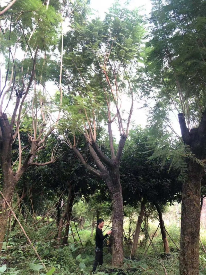 蓝花楹高杆，丛生，低分枝，异性，从业十多年，欢迎了解