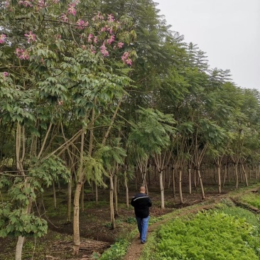 蓝花楹高杆，丛生，低分枝，异性，从业十多年，欢迎了解
