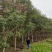 蓝花楹高杆，丛生，低分枝，异性，从业十多年，欢迎了解