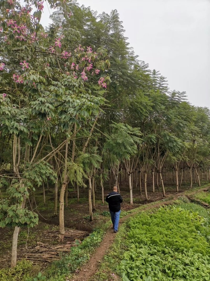 蓝花楹高杆，丛生，低分枝，异性，从业十多年，欢迎了解