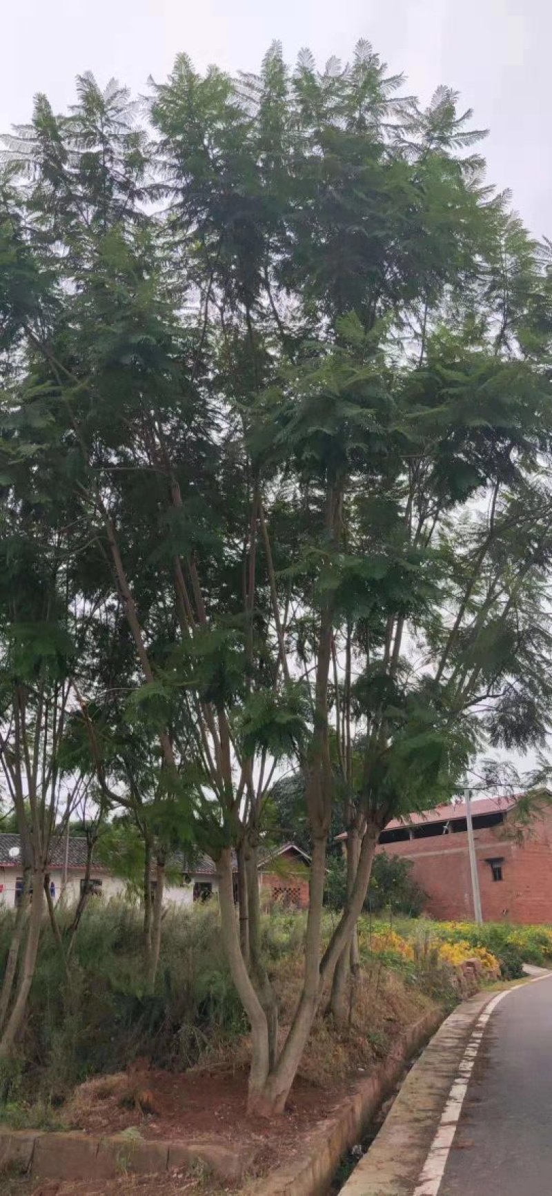 蓝花楹高杆，丛生，低分枝，异性，从业十多年，欢迎了解