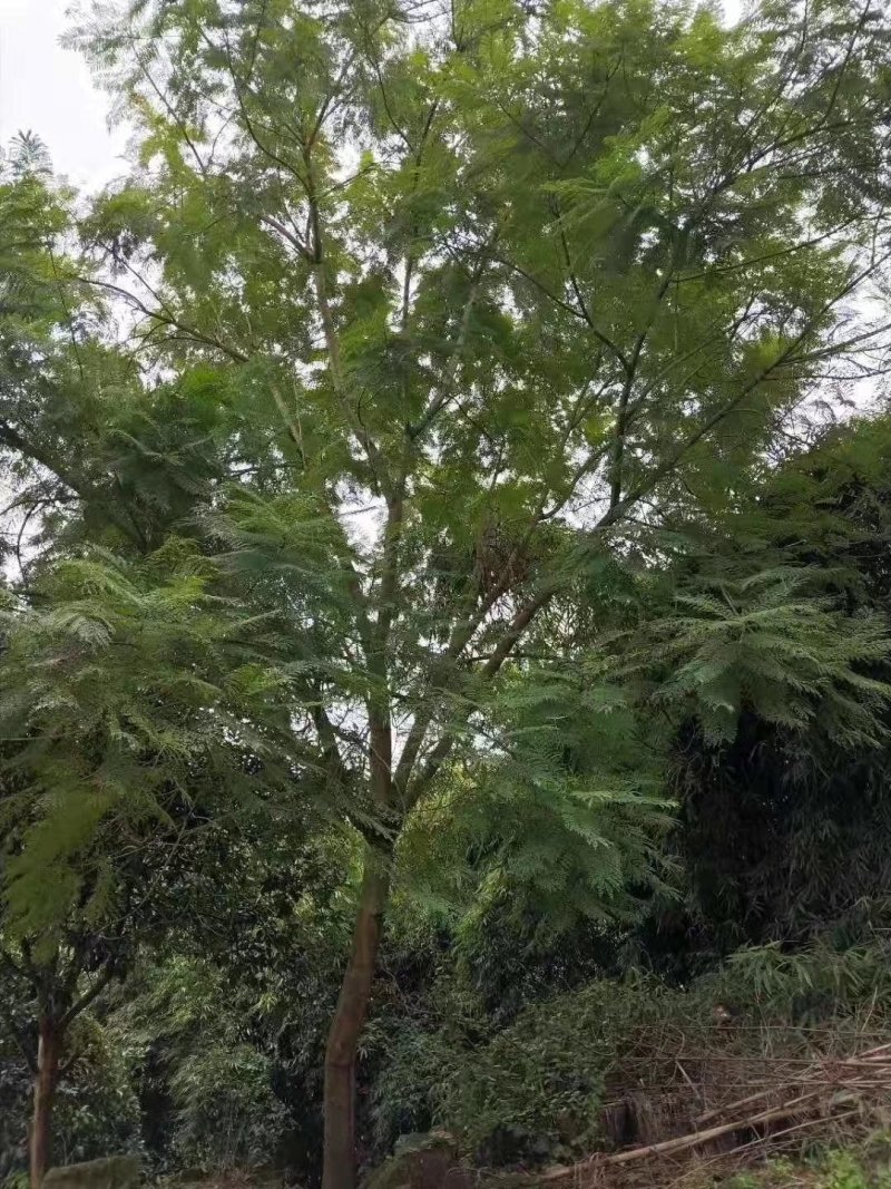 蓝花楹高杆，丛生，低分枝，异性，从业十多年，欢迎了解