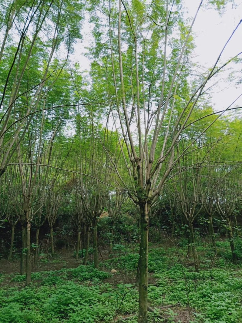 蓝花楹高杆，丛生，低分枝，异性，从业十多年，欢迎了解