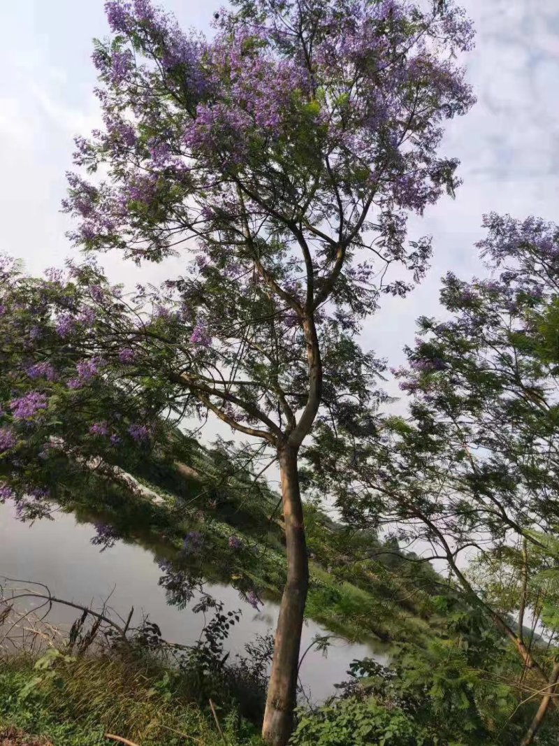 蓝花楹高杆，丛生，低分枝，异性，从业十多年，欢迎了解