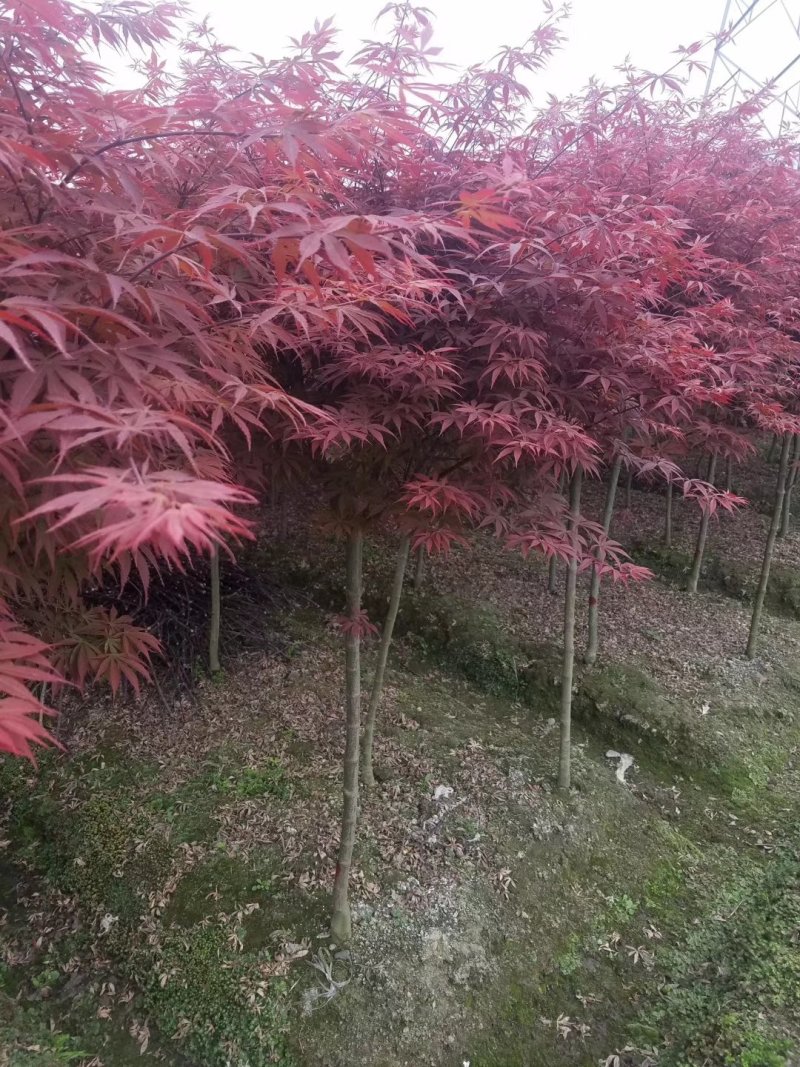 中国红枫，美国红枫，日本红枫，从业十多年，欢迎了解