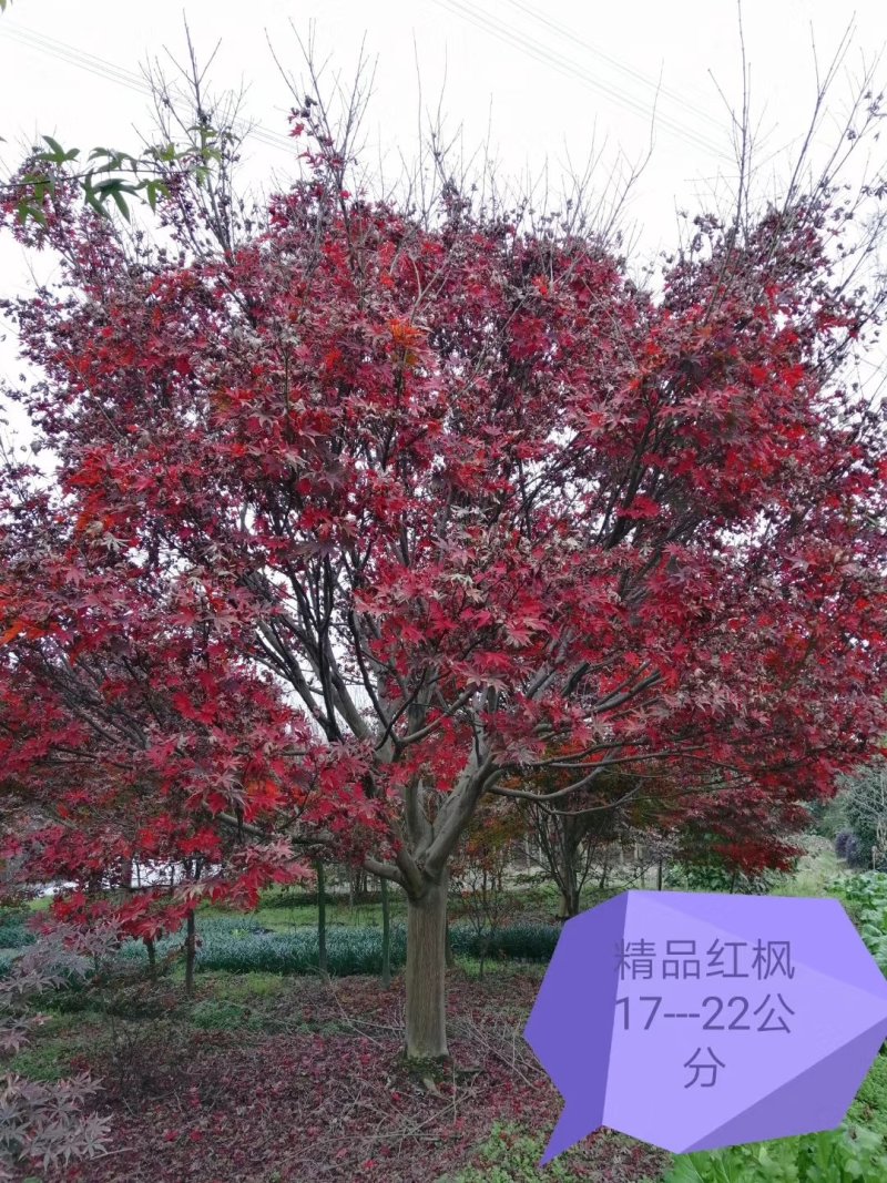 中国红枫，美国红枫，日本红枫，从业十多年，欢迎了解