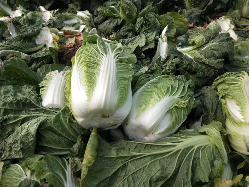 鲜白菜优质精品，基地直供，绿翠源果蔬专业合作社