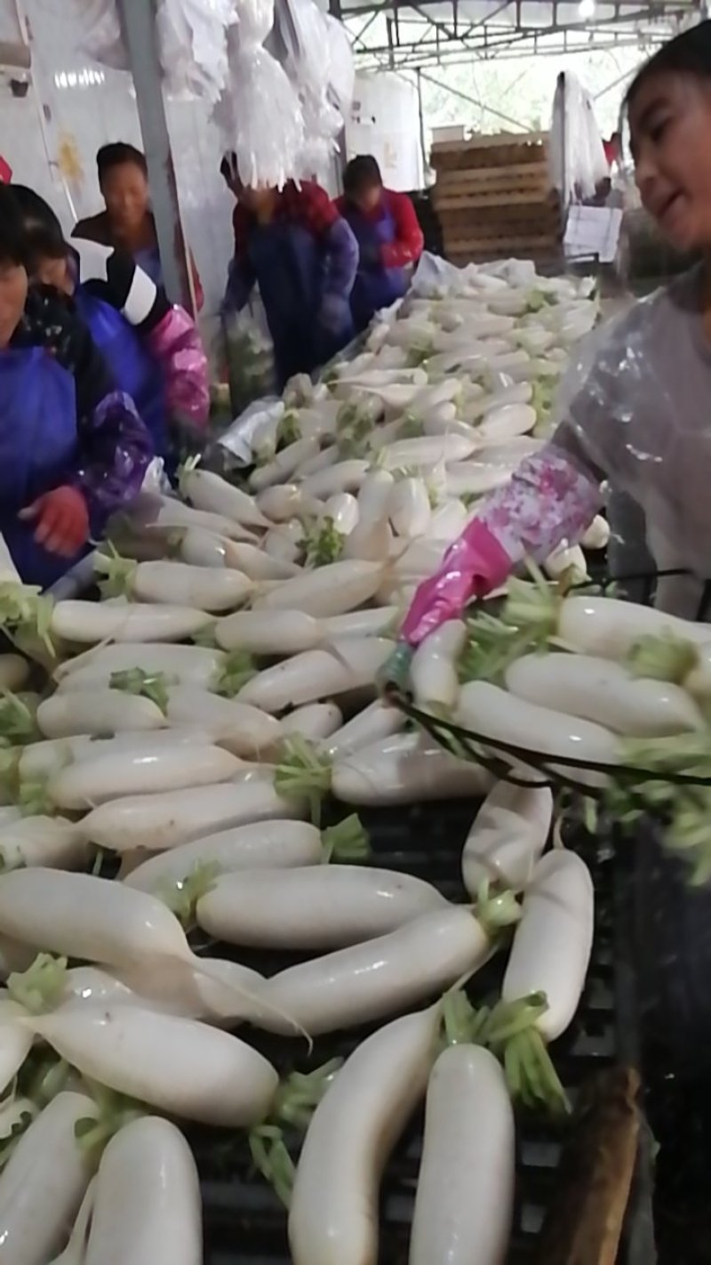 白萝卜