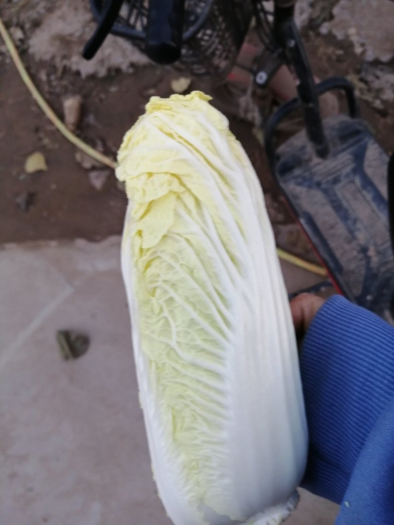 白萝卜