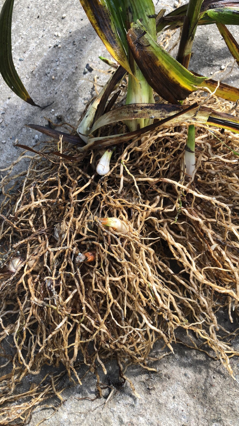 【有好货】白芨鲜货，统货。紫花三叉白芨