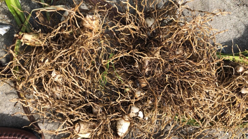【有好货】白芨鲜货，统货。紫花三叉白芨