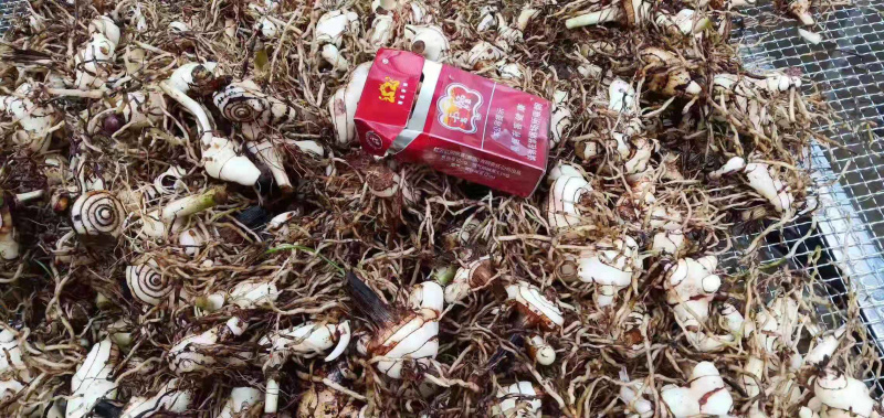 【有好货】白芨鲜货，统货。紫花三叉白芨