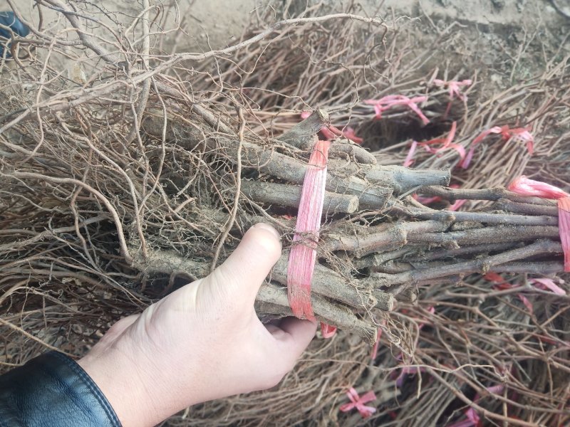 葡萄苗葡萄树苗庭院种植包成活
