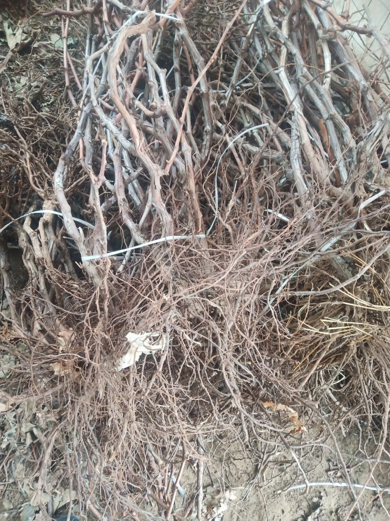 葡萄苗葡萄树苗庭院种植包成活