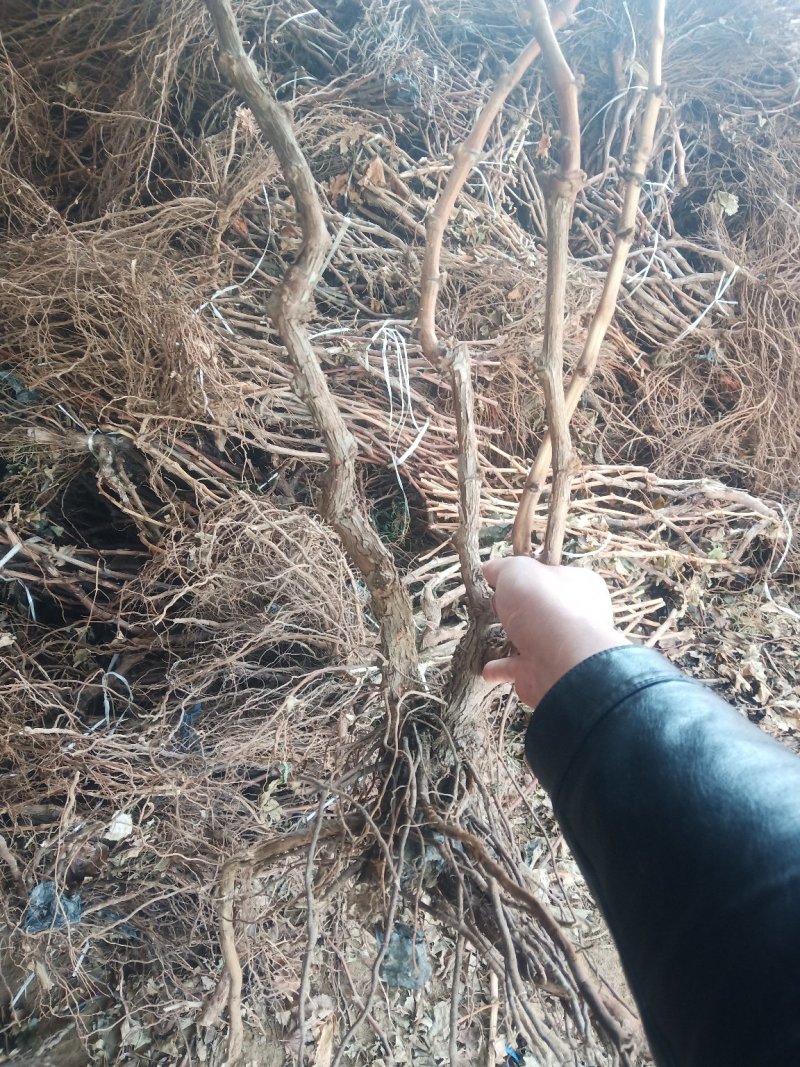葡萄苗葡萄树苗庭院种植包成活
