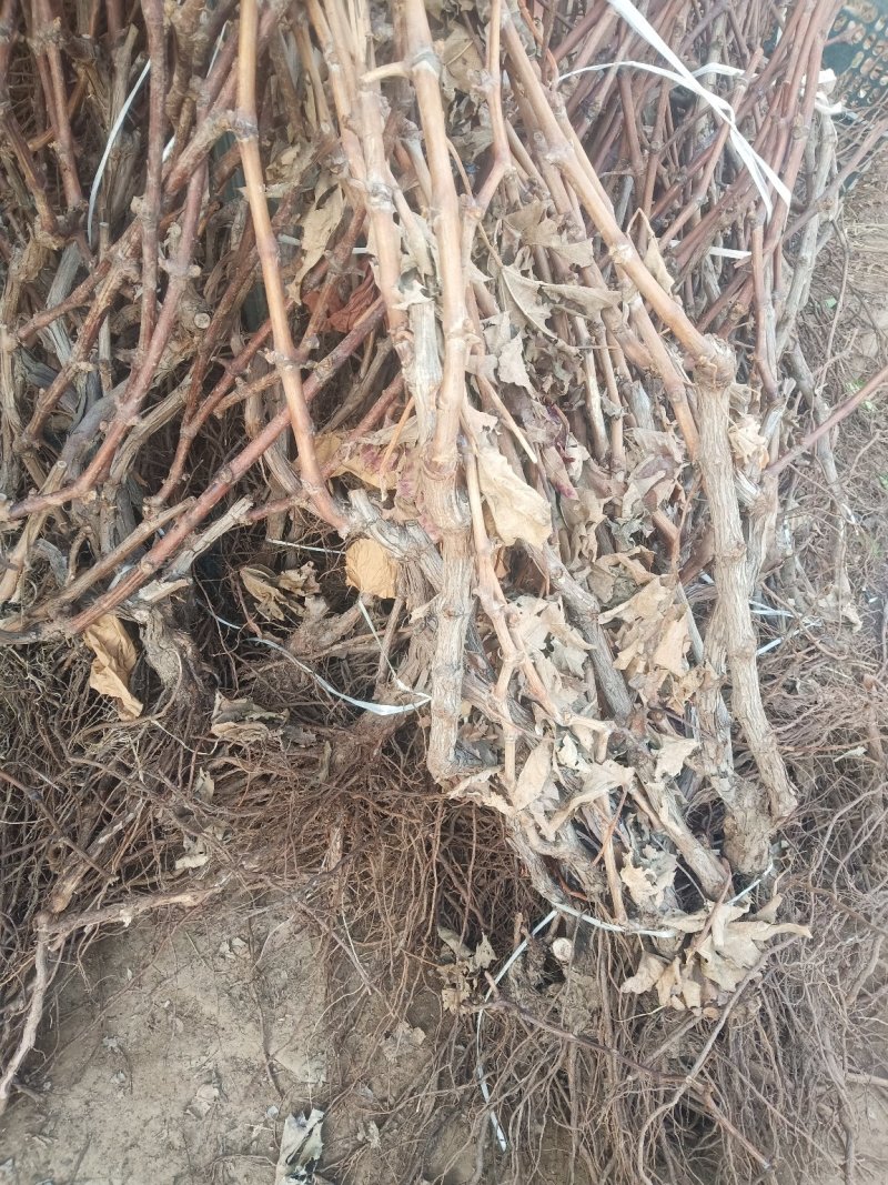 葡萄苗葡萄树苗庭院种植包成活