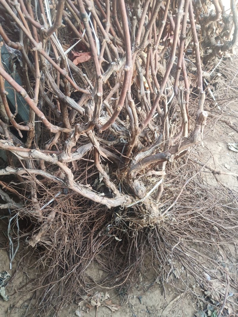 葡萄苗葡萄树苗庭院种植包成活