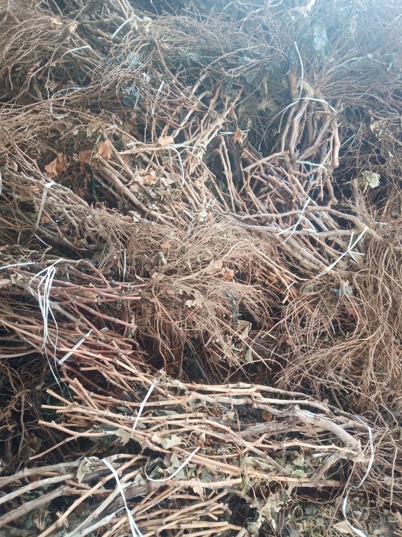 葡萄苗葡萄树苗庭院种植包成活
