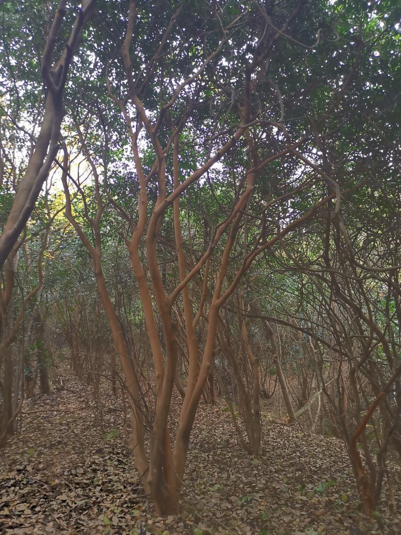 茶花树老茶花树丛生单杆可选田苗可供选择