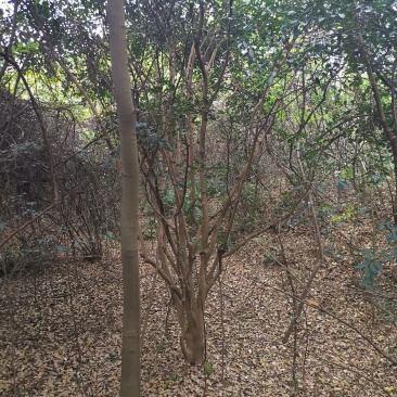 茶花树老茶花树丛生单杆可选田苗可供选择