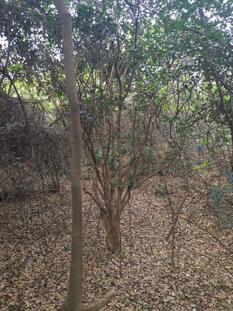 茶花树老茶花树丛生单杆可选田苗可供选择