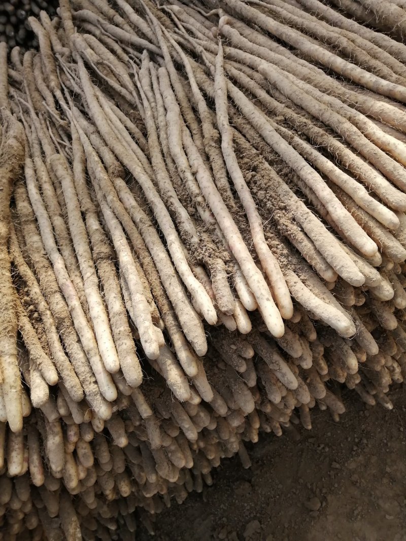 小白嘴山药生产基地直接供应
