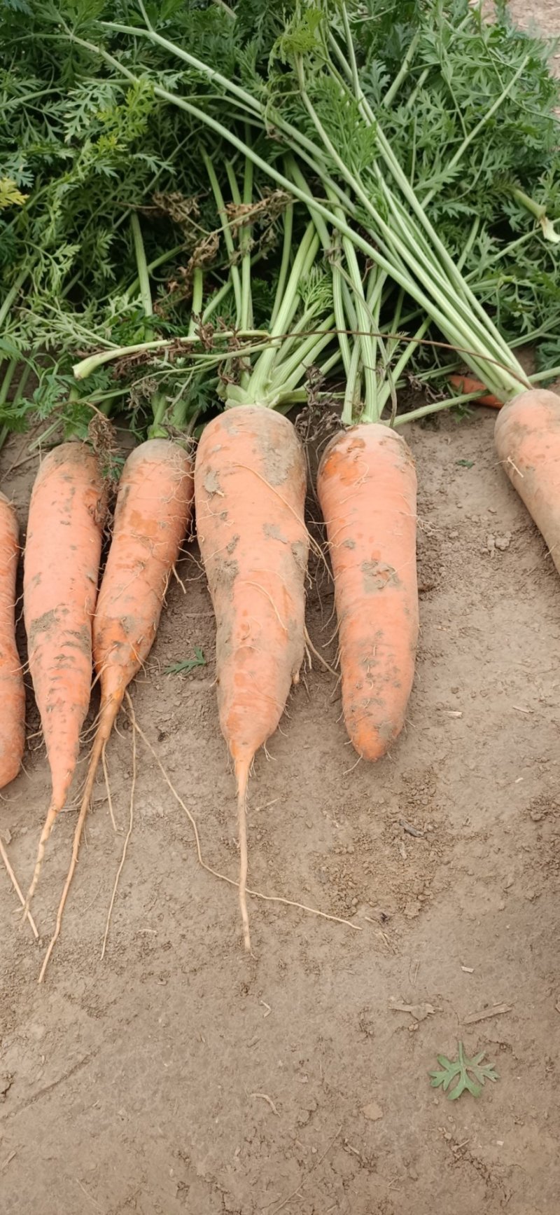 红胡萝卜