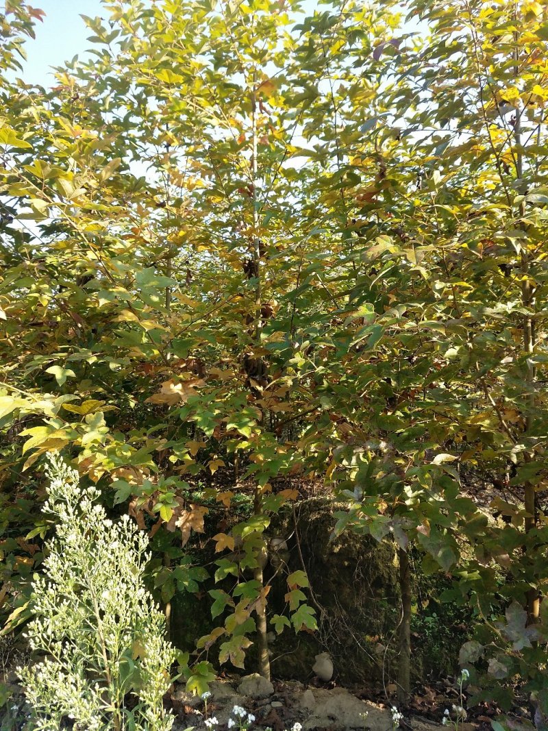 1到3公分枫香苗裸根大量