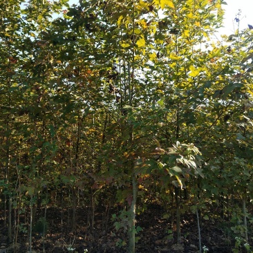 1到3公分枫香苗裸根大量