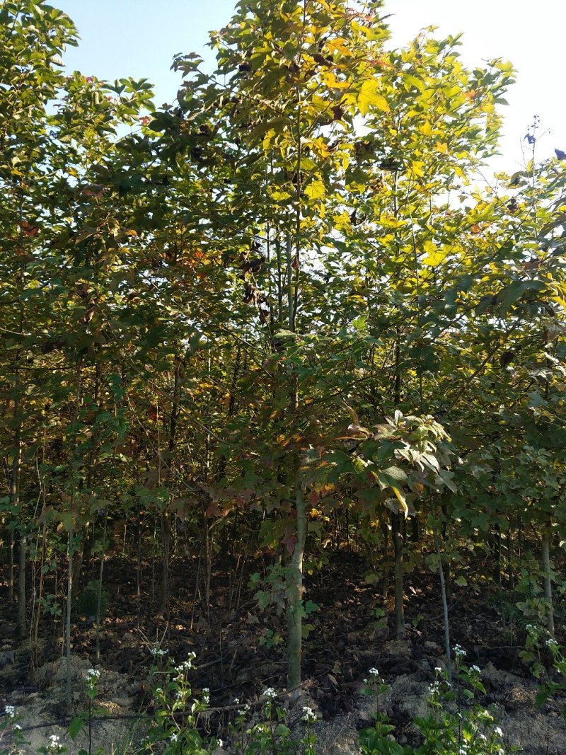 1到3公分枫香苗裸根大量
