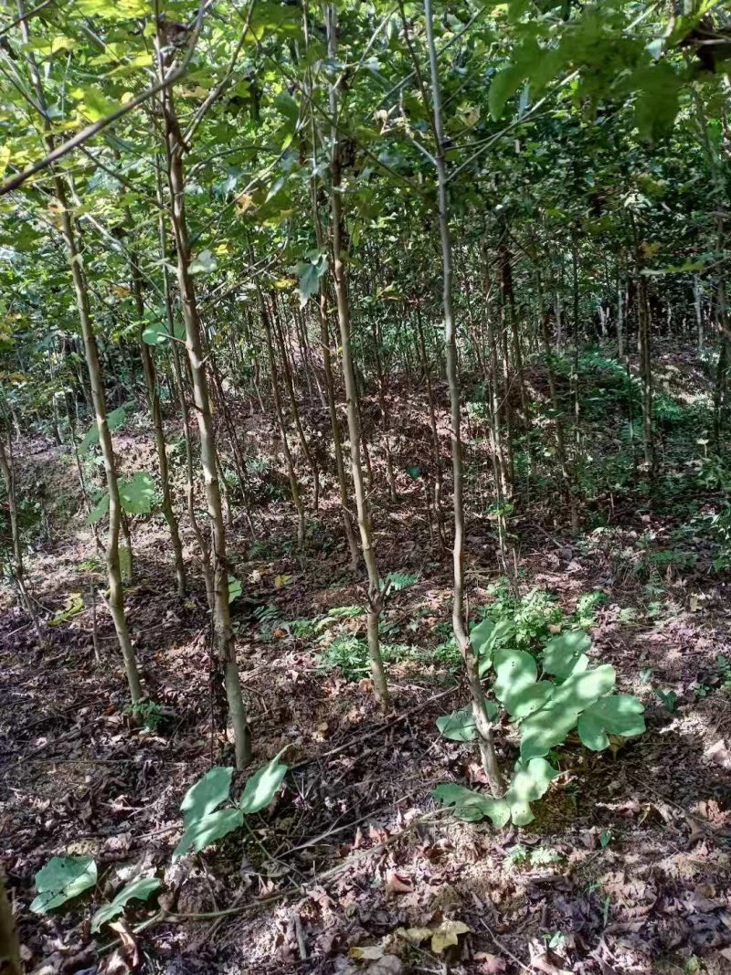 1到3公分枫香苗裸根大量