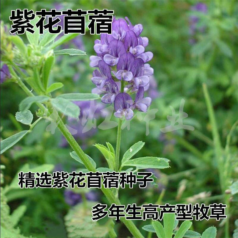 多年生紫花苜蓿草种子牧草种子高产可喂养猪牛羊鸡鸭鹅鱼