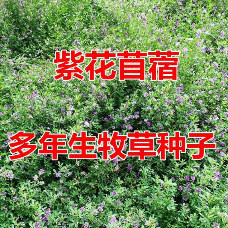 多年生紫花苜蓿草种子牧草种子高产可喂养猪牛羊鸡鸭鹅鱼